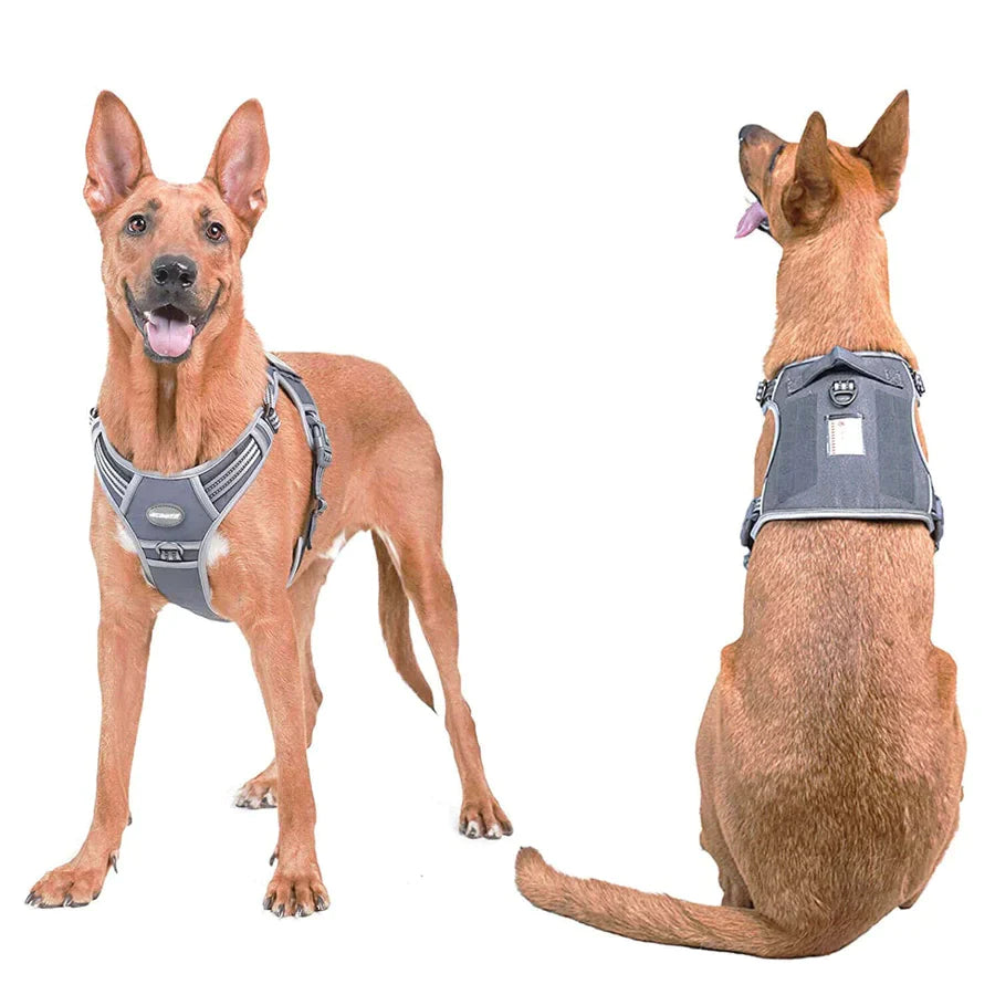 Reddy dog vest 2025