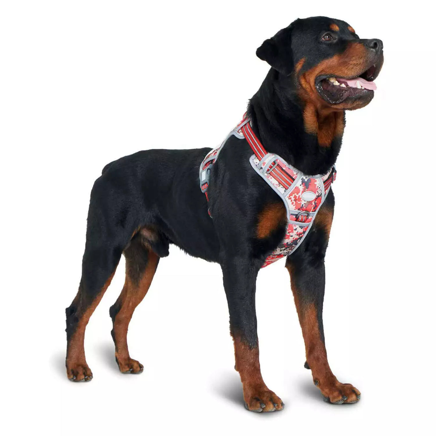 Prime Pup Denim Dog Collar And Leash